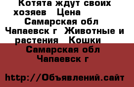 Котята ждут своих хозяев › Цена ­ 2 500 - Самарская обл., Чапаевск г. Животные и растения » Кошки   . Самарская обл.,Чапаевск г.